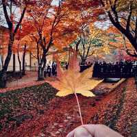 2023河口湖紅葉一個人旅行