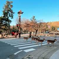 Nara Deer Park is fun for kids! 🦌