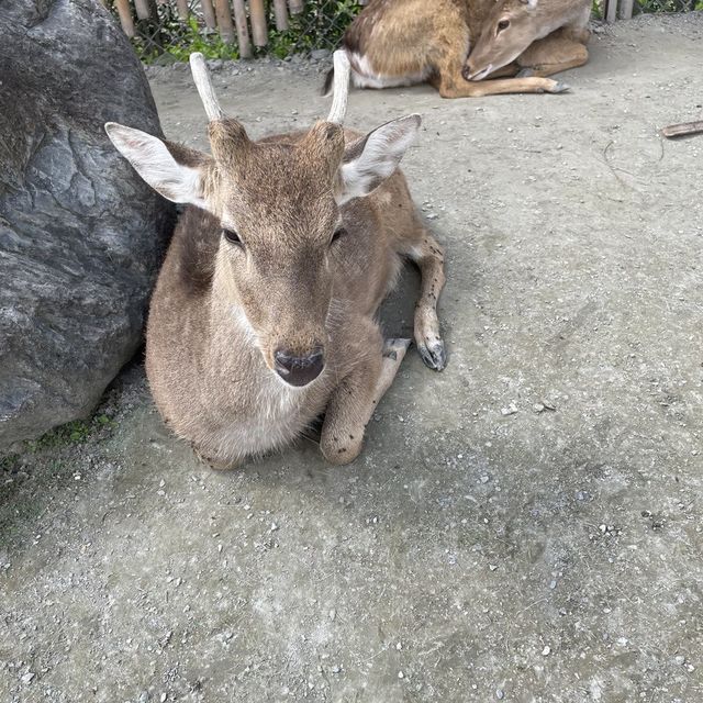 张家の树园, Hualien