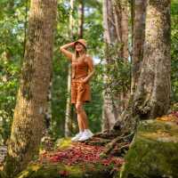 ชมใบก่วมแดง (Meple) ภูหินร่องกล้า 