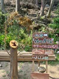 【福岡カフェ】森の中のツリーハウスで森林浴を楽しめるカフェ