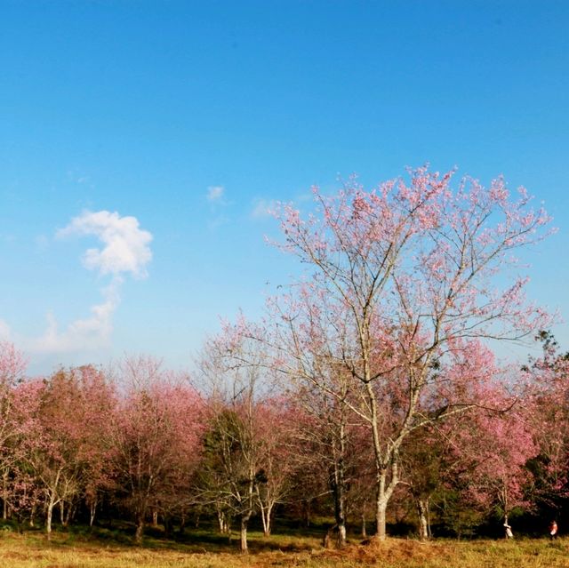 ภูลมโล ภูเขาสีชมพู