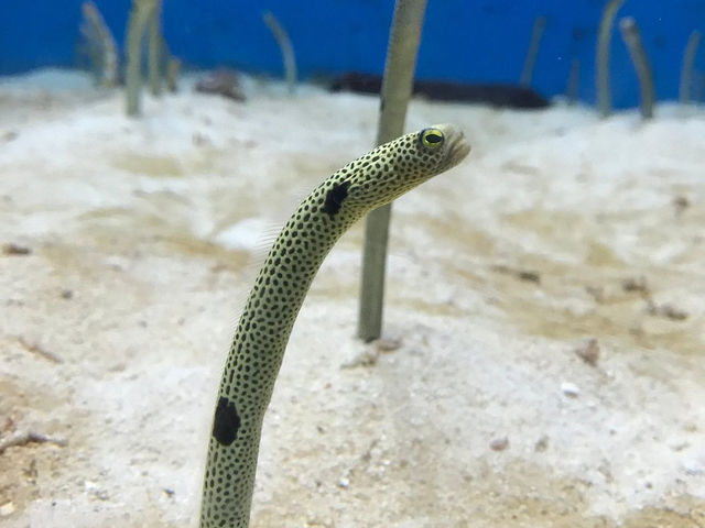 Okinawa Churaimi Aquarium