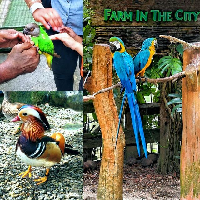 Marvelous Petting Zoo in the city!