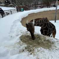 Asahiyama Zoo 