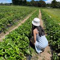 Ruakura Berry Exciting Day 