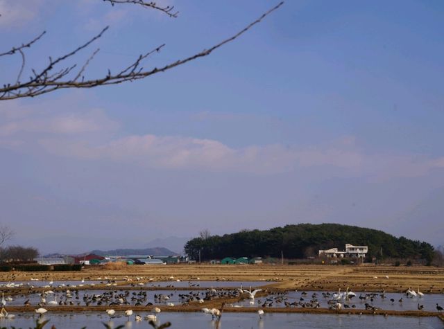 겨울에는 철새를 만나야죠, 주남저수지!