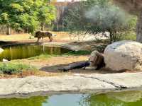Dubai Safari Park