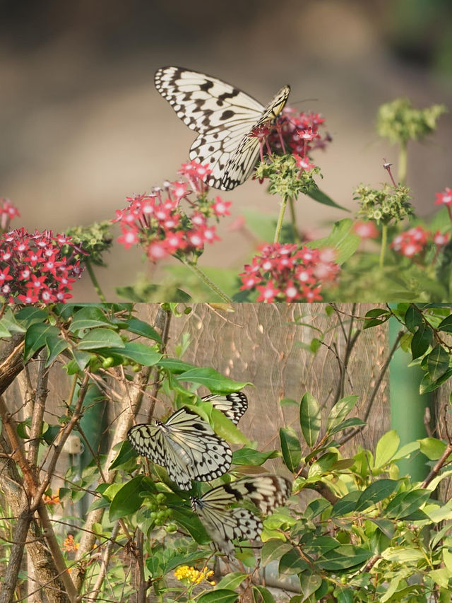 高雄金獅湖蝴蝶園🦋360度鳥瞰賞蝶全新感受🌈