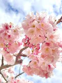 【旧中川の桜/東京都】河津桜と大寒桜、スカイツリーも楽しめる！