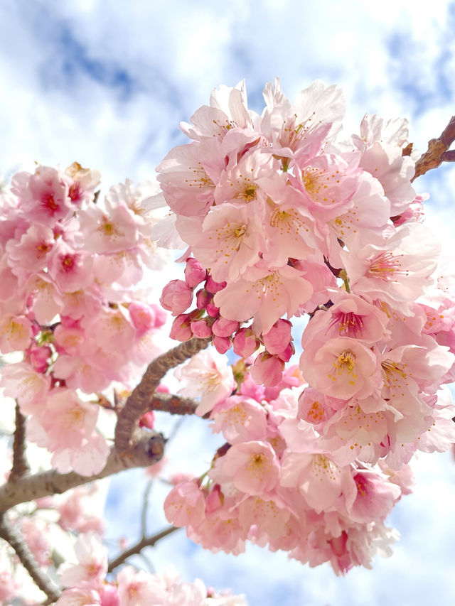 【旧中川の桜/東京都】河津桜と大寒桜、スカイツリーも楽しめる！