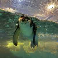 「倫敦海洋生物水族館」：驚嘆景點，深入瞭解海洋生物
