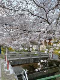 🌸哲學之道：京都山麓的春日漫步🌸