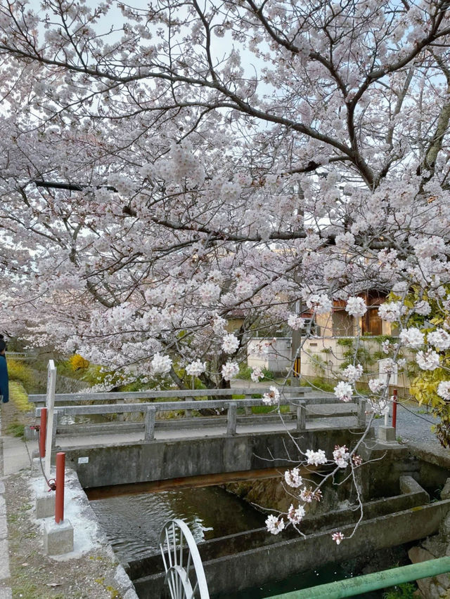 🌸哲學之道：京都山麓的春日漫步🌸