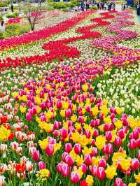 Taean Tulip Festival 
