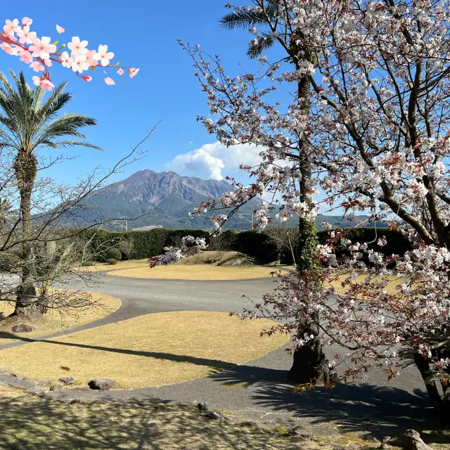 櫻花與櫻島 - 鹿兒島仙巖園