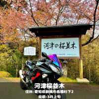 河津桜並木