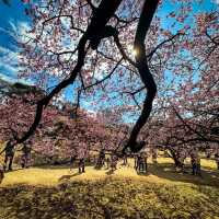 「汐入公園」櫻花的身心洗禮