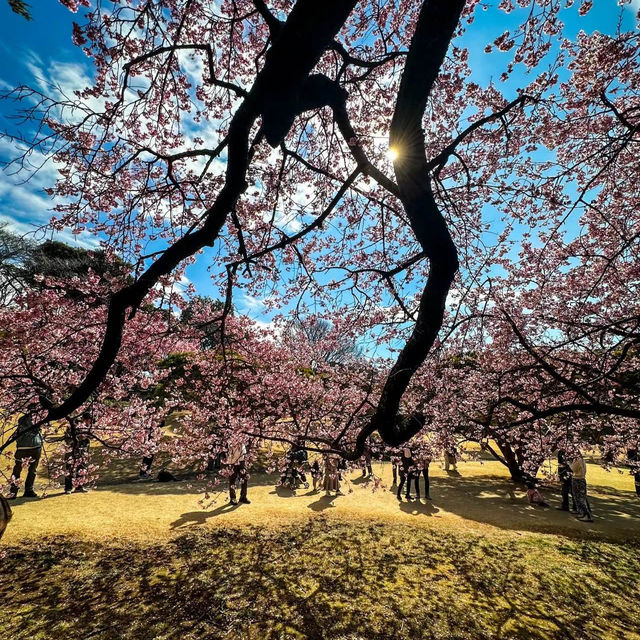 「汐入公園」櫻花的身心洗禮
