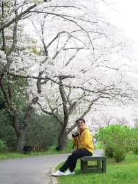 Hamamatsu Flower Park สวนดอกไม้ซากุระบานฉ่ำ