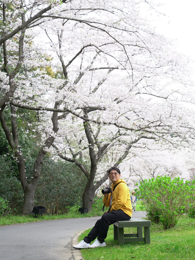 Hamamatsu Flower Park สวนดอกไม้ซากุระบานฉ่ำ