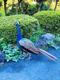 【伊豆】世界中のサボテンと動物たちと触れ合える伊豆シャボテン動物公園🌵🦚