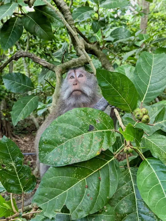 성스러운 원숭이 숲 보호구역
