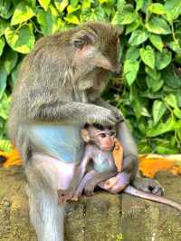 Sangeh Monkey Forest