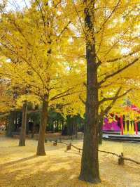 🍂 Winter Sonata Tree