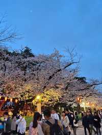 🌸2024【東京】上野恩賜公園：櫻花季，豐富文化體驗
