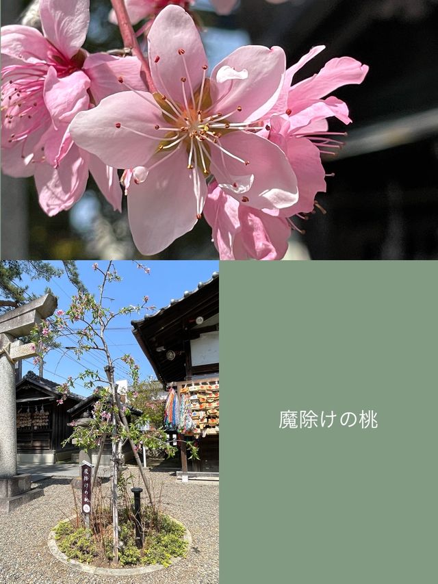 【行田八幡神社／埼玉県】花手水で溢れる境内
