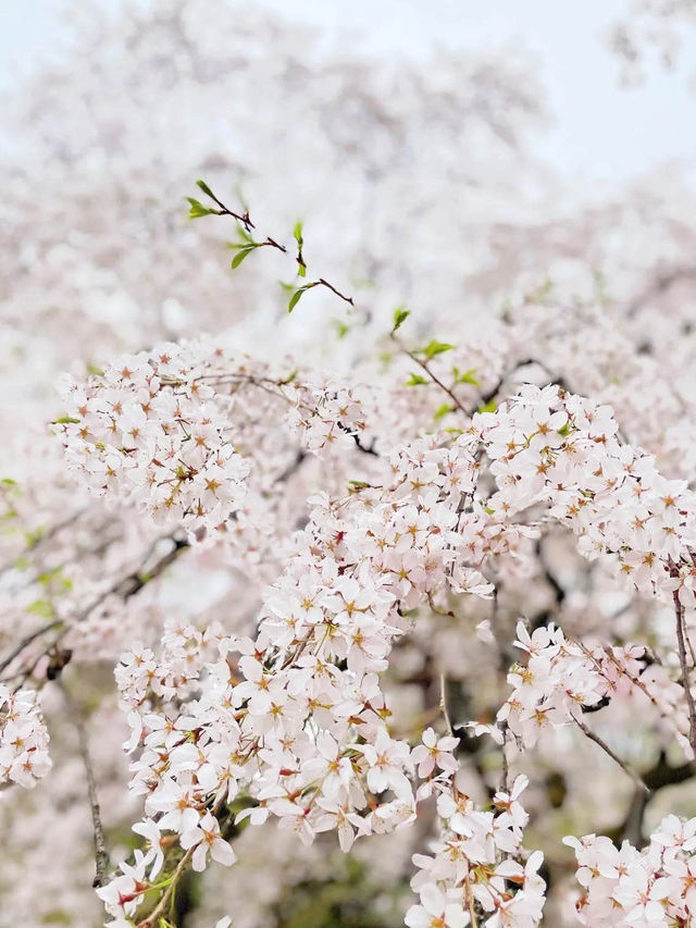 迫力満点！六義園の桜