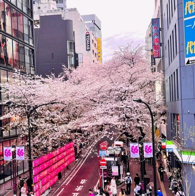 🌸 Best Flowering of Sakuragaoka Street 🇯🇵