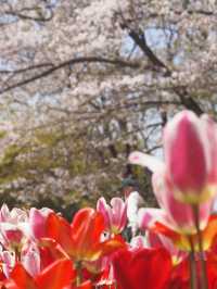 国営昭和記念公園　桜の園エリアご紹介