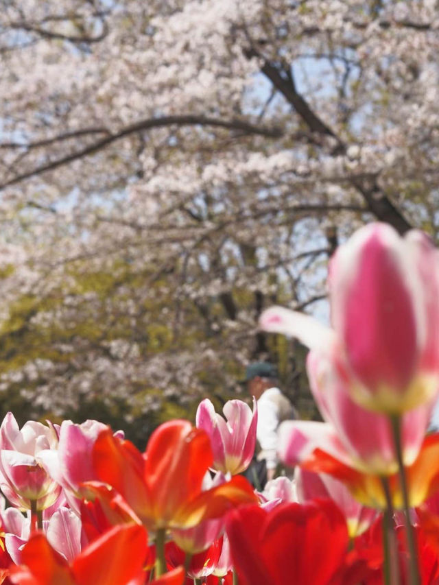 国営昭和記念公園　桜の園エリアご紹介