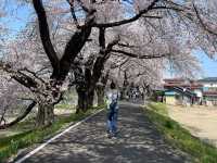 一目千本桜　宮城県の絶景【桜🌸】