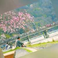 「京都櫻花，短暫而美麗」