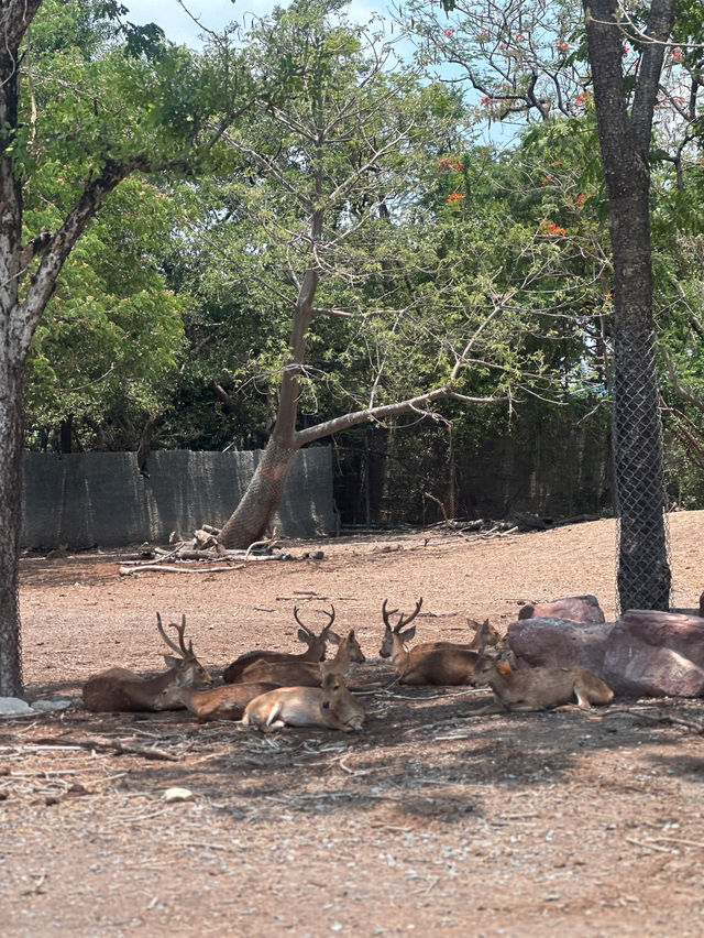 ขับรถชมสัตว์ต่างๆที่ซาฟารี พาร์ค🦓