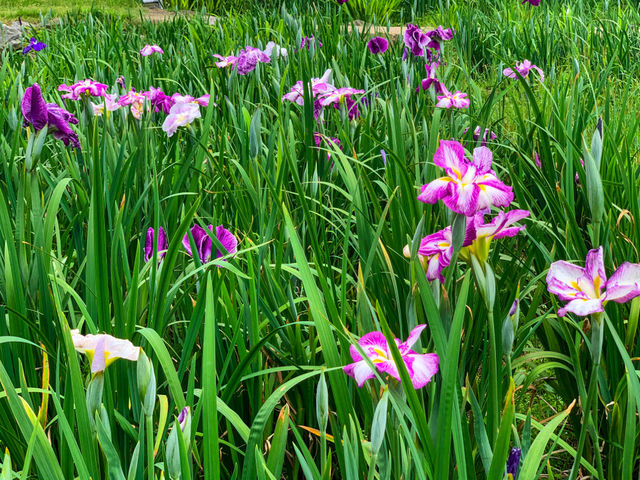 เทศกาลชมดอกไม้เมืองชิริว(花じょうぶまつり)💐🪻