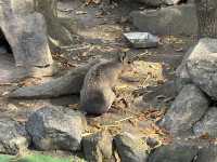 【福岡】🌴九州自然動物園：小動物摸摸樂，親子好去處！