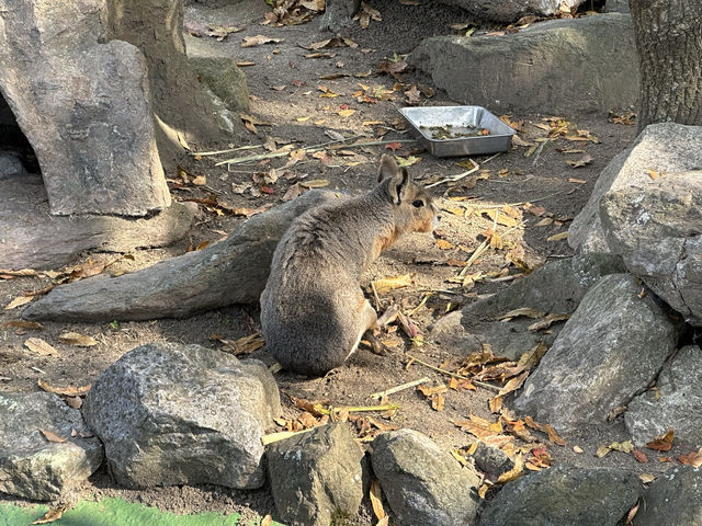 【福岡】🌴九州自然動物園：小動物摸摸樂，親子好去處！