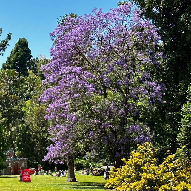 A Haven for Nature Lovers: Royal Botanic Gardens Sydney