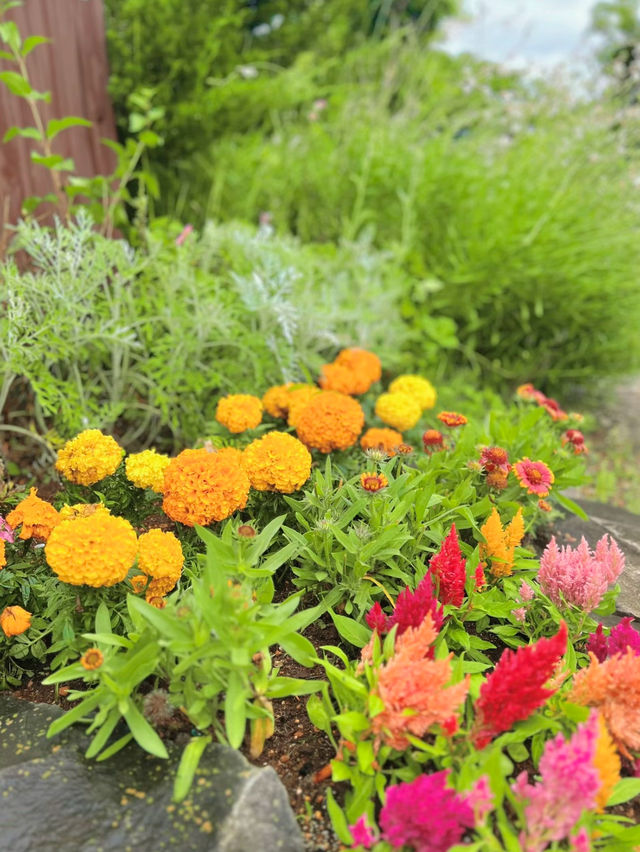 【千葉】無料!!春に行きたいおすすめスポット🌼