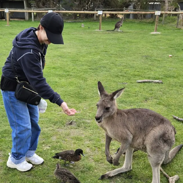可以和袋鼠成為朋友的「Maru動物園」