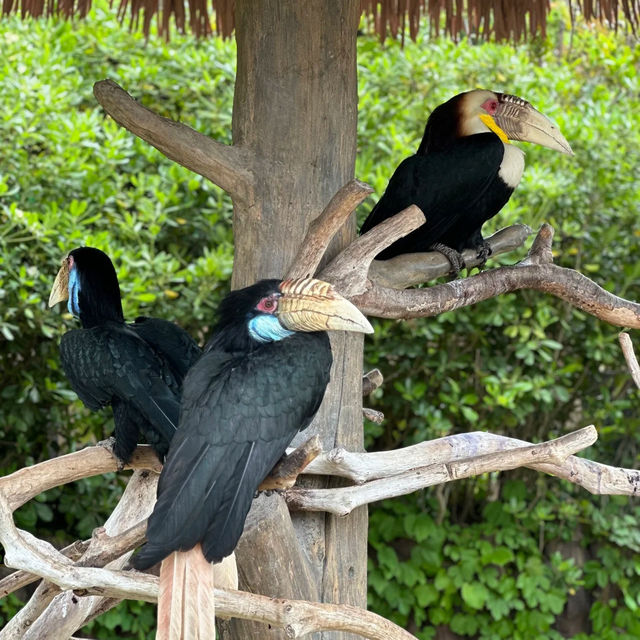 新加坡飛禽公園：近距離觀賞珍稀飛禽，絕佳地方領略鳥類奇觀！