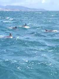 【天草観光】イルカに会える可能性90%以上🐬天草イルカウォッチング🐬