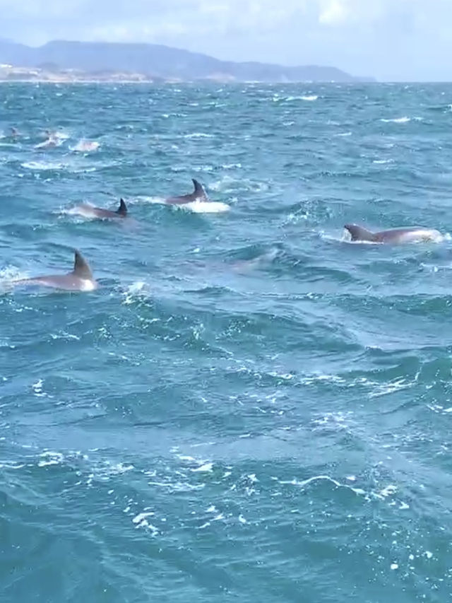 【天草観光】イルカに会える可能性90%以上🐬天草イルカウォッチング🐬