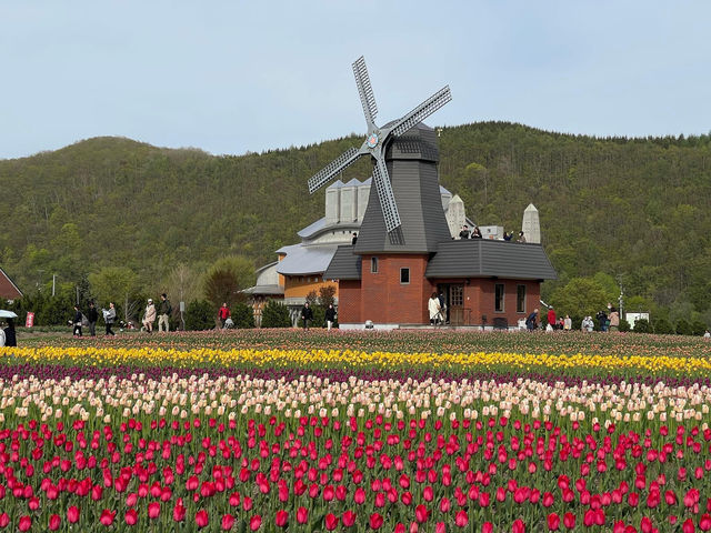 北海道賞花