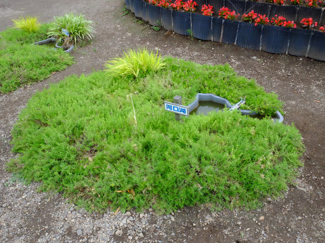 【東京近郊】賞花河口湖大石公園（2）注意花期才能樂而忘返‼️