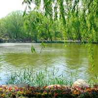 【東湖公園】觀賞野生水鴨，春天好去處